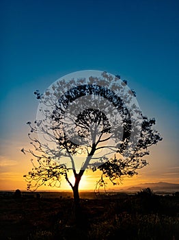 Tree silhouette with sunrise in the morning