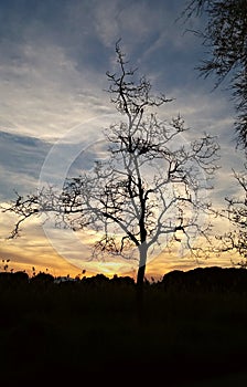 Tree silhouette during the sunset