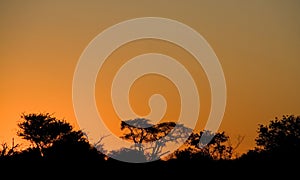 Tree silhouette at sunset