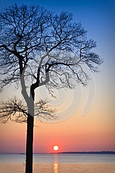 Un albero sul tramonto 