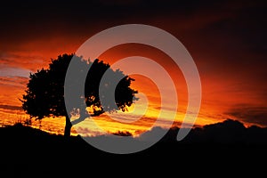 A tree silhouette at sunset. African sunset. Beautiful red yellow sunset