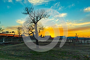 Tree silhouette at sunset with backdrop of downtown Omaha Nebraska