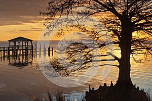 Tree Silhouette at Sunset on Currituck Sound NC