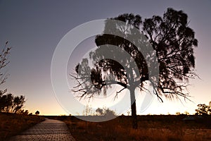 Tree silhouette at sunset. Kings Canyon Resort. Watarrka National Park. Northern Territory. Australia