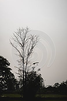 tree silhouette sunset orange sky beautyfull