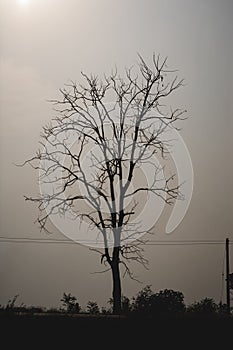 tree silhouette sunset orange sky beautyfull