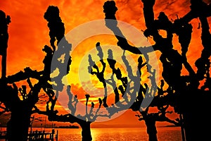 tree silhouette at sunset, trees