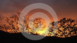 Tree silhouette sunset