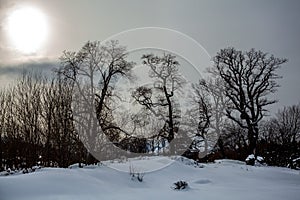 Tree silhouette at sunset in winter, winter landscape