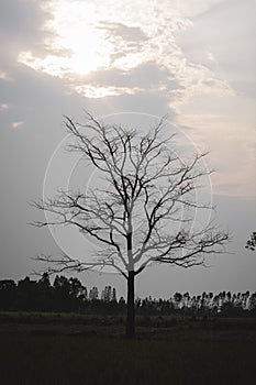 Tree silhouette on twilight.
