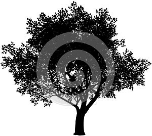 Tree silhouette