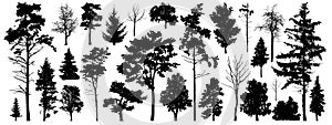 Tree silhouette vector. Isolated forest trees on white background