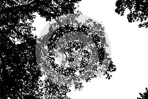 Tree silhouette vector photo