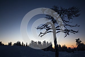 Tree silhouette on winter forest background in Finland, Levi