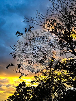 Tree silhouetted against beautiful sunset