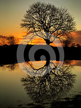 Tree silhouetted against orange sunset