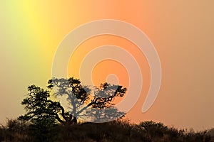 Tree silhouetted against rainbow sky