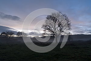 A tree silhouetted against a sunset on a moody atmospheric winters evening. Castlemorton Common, Worcestershire, UK