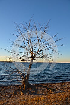 Tree silhouetted in front of Cayuga Lake NYS