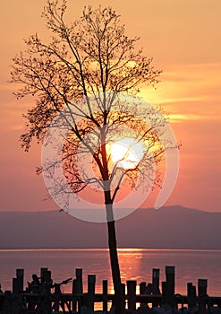 Tree silhouetted by the setting sun