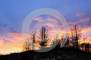 A tree silhouetted at sunset.