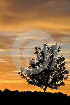 Tree Silhouetted By Sunset