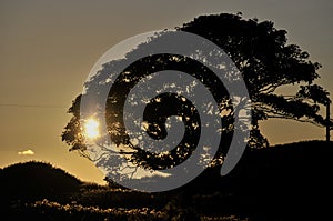 Tree silhouetted at sunset