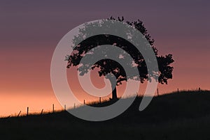 Tree silhouetted at sunset