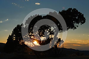 Tree silhouetted at sunset