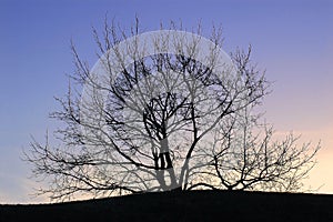 Tree silhouetted at sunset