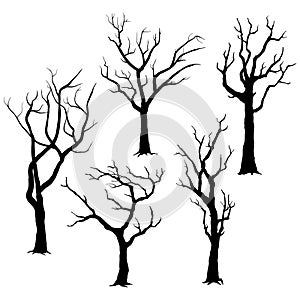 Tree Silhouettes