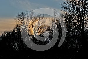 Tree silhouettes against a golden sunset sky photo