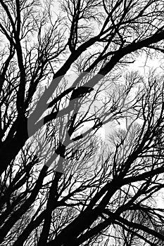 Tree silhouettes isolated