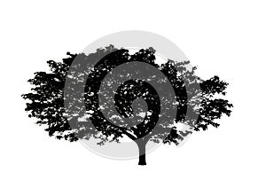 tree silhouettes isolated on a white background