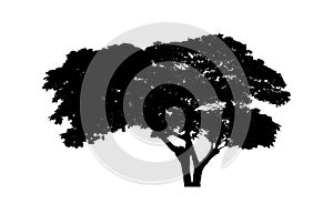 tree silhouettes isolated on white background .