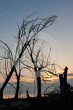 Tree silhouettes near a lake at dawn, with beautiful warm tones