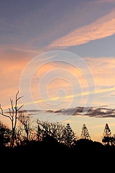 Tree Silhouettes at Sunset 1