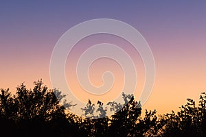 Tree silhouettes after sunset