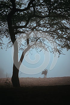 Tree and silhoutte lone cow silhouette in the fog