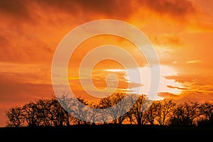 Tree silhouttes in a sunset photo