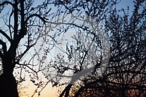 Tree siloutte sunset