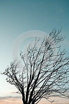 Tree siluetas