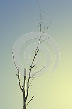 Tree siluetas photo