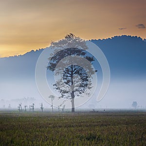 Tree siluete at the foggy morning