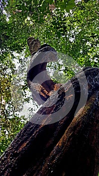 Tree in Sinharaja forest