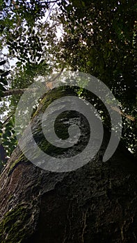 Tree in Sinharaja forest