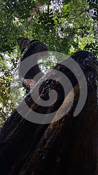 Tree in Sinharaja forest