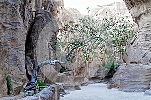 Tree in the Siq growing out of a crevice with little topsoil and fighting for its survival in the desert in the rock town and necr