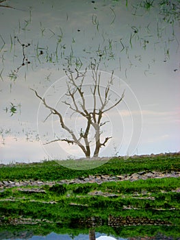 Tree In Sirkap Remains