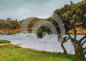 Tree sits under a moody sky on the bank of the River Plym in Devon`s Dartmoor National Park